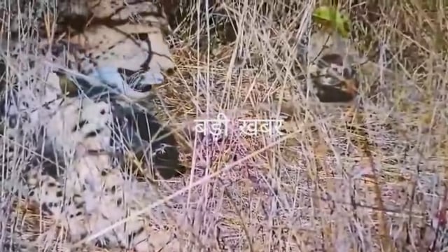 💥 *बड़ी खबर*💥
*कूनो का कुनबा बढ़ता हुआ, 5 नए मेहमान आए!*
कूनो नेशनल पार्क में नामीबियाई चीता ‘आशा’ ने दूसरी बार 5 शावकों को जन्म दिया है। इस उपलब्धि के साथ भारत में जन्मे चीता शावकों की संख्या बढ़कर 24 हो गई है, जबकि कूनो में कुल चीतों की आबादी अब 35 तक पहुंच गई है।