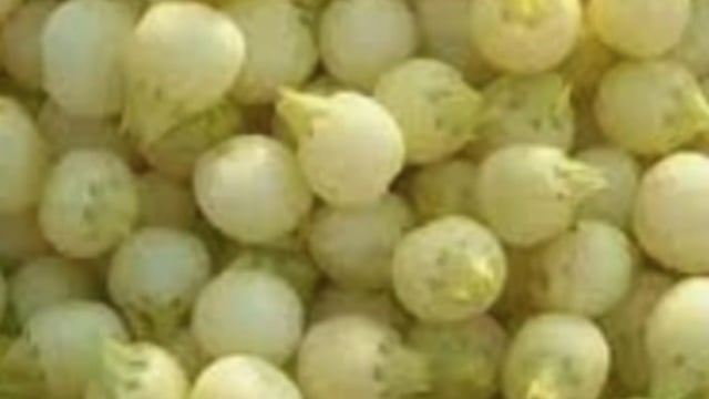 भरको का अंधेरा: अवैध शराब और घटिया गुड़ का जाल फैला आदिवासी इलाकों में