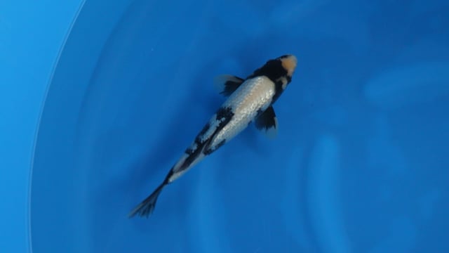 Shiro Utsuri