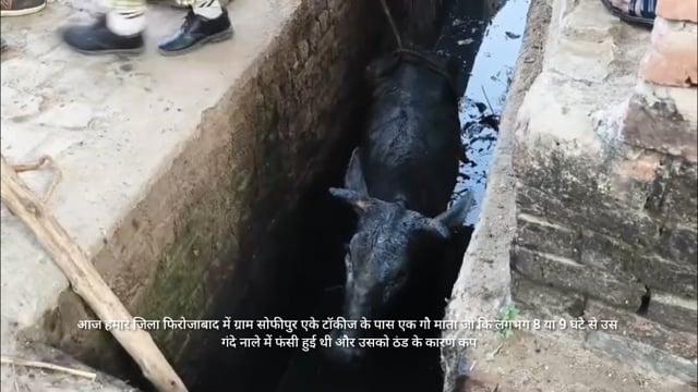 बृजवासीगौ रक्षक सेनाभारत के मंडल अध्यक्ष निवेदन सिंह की टीम ने कड़ी मेहनत से गौ माताको बचाया 