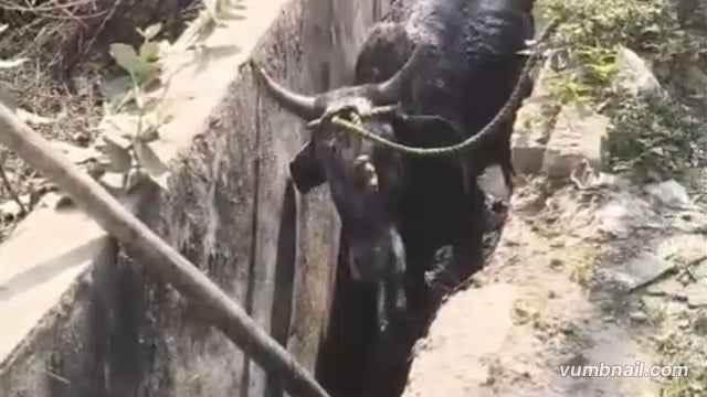 बृजवासी गौरक्षक सेना भारत के मंडल अध्यक्ष निवेदन सिंह की टीम लग्न के साथ गौ माता की सेवा में जुटी हुई है