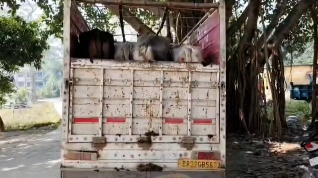 5 मवेशी सहित पिकअप जप्त, चालक मौके से फरार।