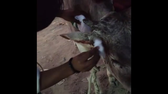 बृजवासी गौरक्षक सेना भारत राष्ट्रीय बजरंग दल निस्वार्थ भाव से गौ माता की सेवा में जुटे 