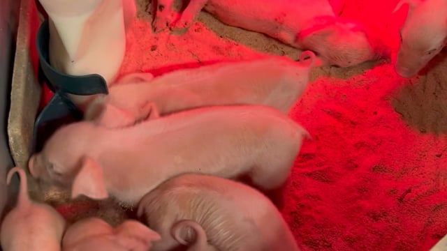 Pig-LET Starterpaket | Best Farm