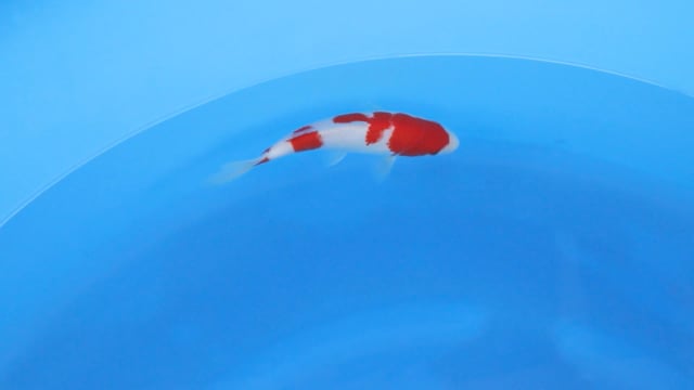 Kohaku - Ogata (22cm)