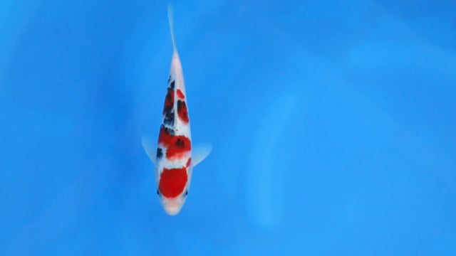 Sanke - Ogata (21cm)