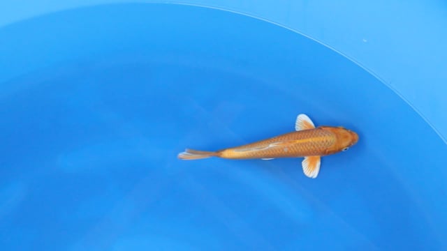 Ogon