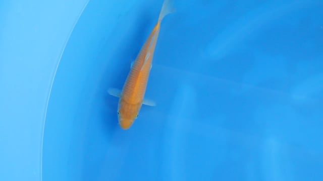 Karashigoi