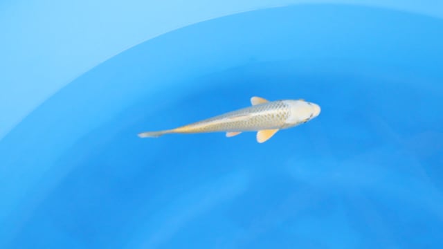 Mukashi Ogon - Ogata (22cm)