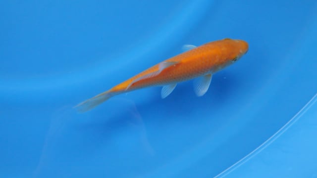 Karashigoi