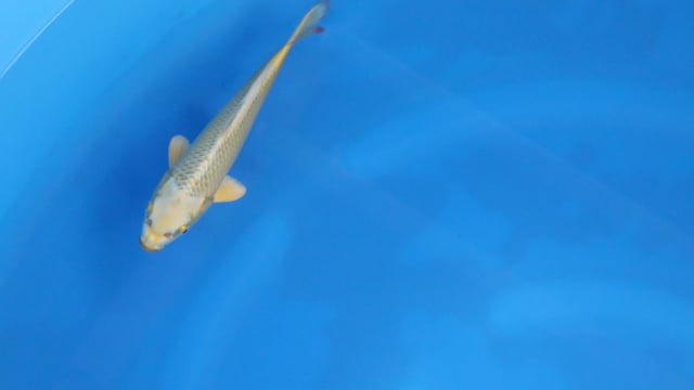 Mukashi Ogon - Ogata (22cm)