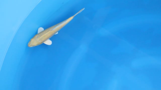 Ogon
