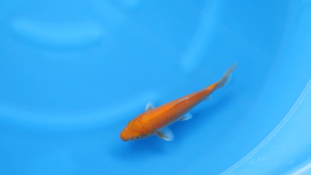 Karashigoi