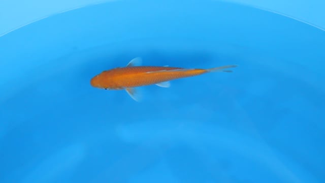 Karashigoi - Ogata (23cm)
