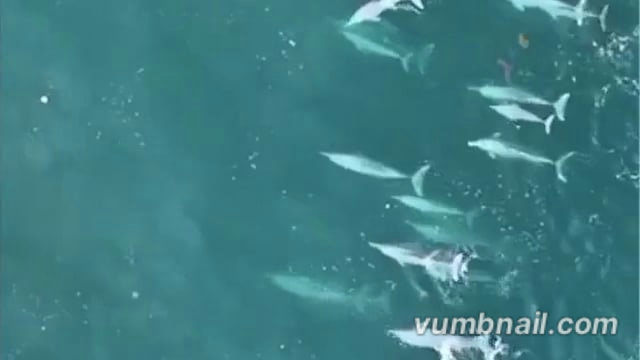 ▶️.....महाराष्ट्र के सिंधुदुर्ग तट पर 75 डॉल्फ़िन एक साथ देखी गईं, मत्स्य पालन और बंदरगाह विकास मंत्री नितेश राणे ने इसे दक्षिण कोंकण आने वाले पर्यटकों के लिए एक खास आकर्षण बताया