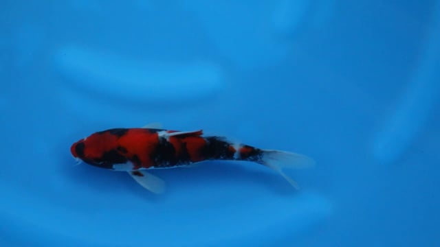 Showa - Ogata (23cm)