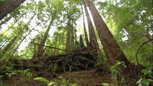 Ecology Trailer h264 640x360