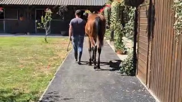 Yearling colt by Starspangledbanner out of Maid of Spirit at Apedroc 2025