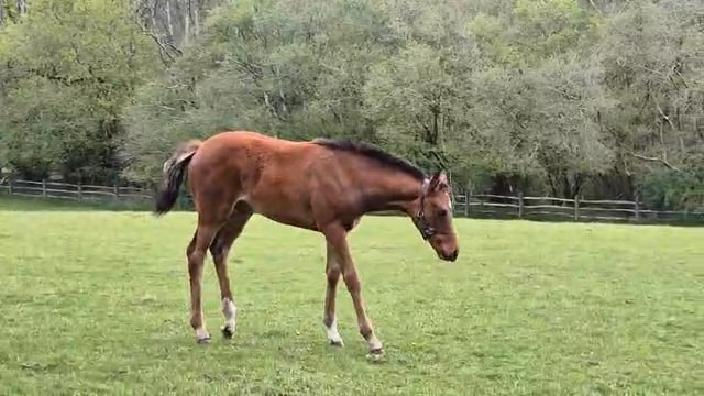 Ace impact filly x Lady Osborne