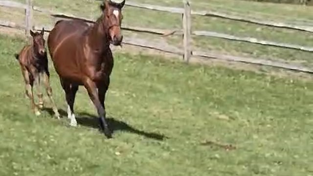 Lyra's Light training her new Shaquille filly