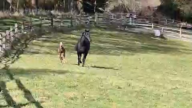 Maid of Spirit & her Chaldean foal