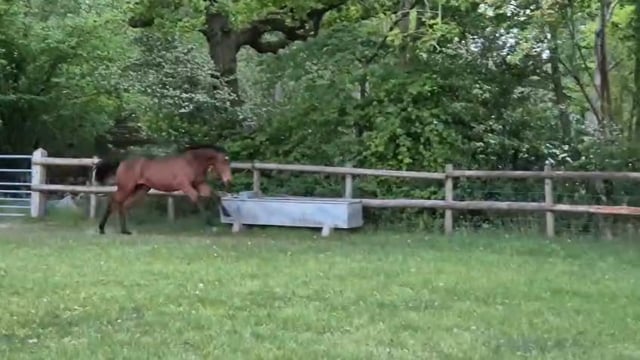 Starsplanglebanner colt out of Maid of Spirit testing his brakes at Apedroc