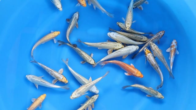 Koi