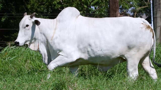 Lote E05 <br> AFGHANA BONS