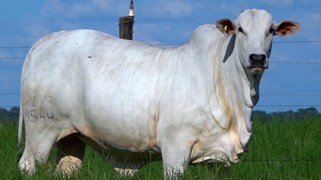 Lote E05 <br> FREINA BONS