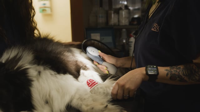 My Best Friend's Vet