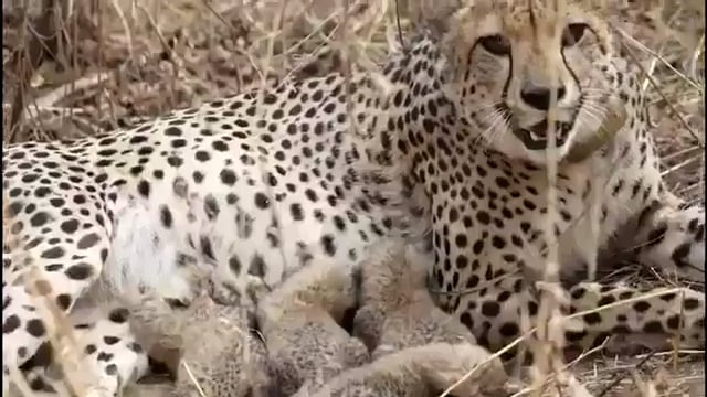 ▶️......MP के कूनो नेशनल पार्क में मादा चीता ‘गामिनी’ ने 3 नहीं बल्कि 4 शावकों को जन्म दिया था, केंद्रीय मंत्री भूपेंद्र यादव ने इसकी आधिकारिक पुष्टि की, इसके साथ ही ‘प्रोजेक्ट चीता’ के तहत भारत में चीतों की संख्या बढ़कर अब 39 हो गई है