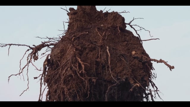 UN ARBRE_trailer valencià_