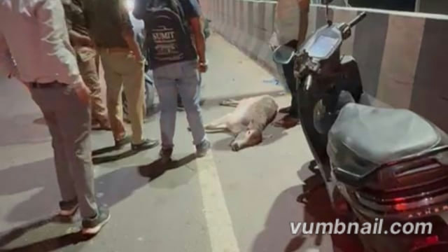 गौ माता सेवक रात और दिन 24 घंटे तन मन धन से गौ माता नंदी महाराज की सेवा में लग्न के साथ लगे हुए हैं 