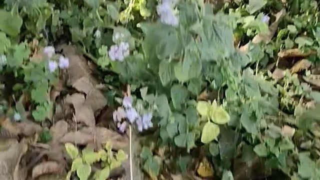 हम सब मिलकर पक्षियों के सम्राट सुंदर दिखने वाले जीव, राष्ट्रीय पक्षी मोर की सुरक्षा का प्रयास करें अगर हम नहीं जागे तो यह अद्भुत पक्षी हमसे बहुत दूर चला जाएगा।