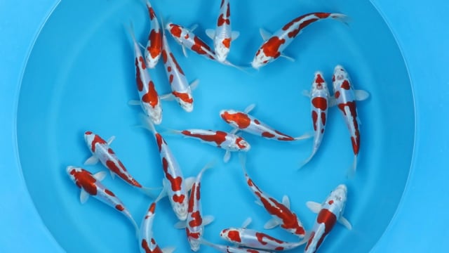 Kikusui - Sakazume (15-18cm)