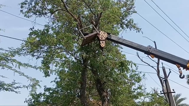 11000 हाई वोल्टेज ताड़ के संपर्क में रहे पेड़ों की टहनियों की छटाई, बिजली आपूर्ति बाधित रहने की संभावना