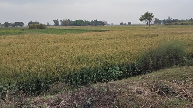 उत्तर प्रदेश के शाहजहांपुर समेत आसपास के जिलों सीतापुर, हरदोई और बरेली में रविवार को अचानक मौसम ने करवट ले ली। रात से ही आसमान में घने बादल छा गए और तेज गति से हवाएं चलने लगीं। कई जगहों पर बूंदाबांदी भी शुरू हो गई, जिससे मौसम का मिजाज पूरी तरह बदल गया। ग्रामीण इलाकों में तेज हवा के साथ बूंदाबांदी आसपास के ग्रामीण इलाकों में इस समय तेज हवा के साथ हल्की बारिश हो रही है और आसमान में घने बादल छाए हुए हैं।