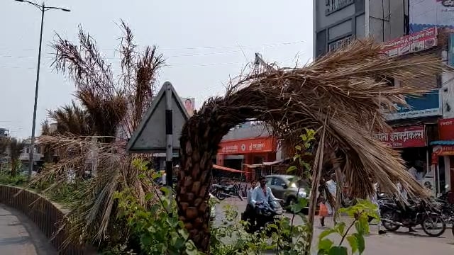 नगरपालिकेनी दुभाजकांत लावलेली झाडे सुकू लागली