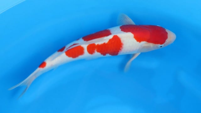 Kohaku - Sakamaki (50cm)