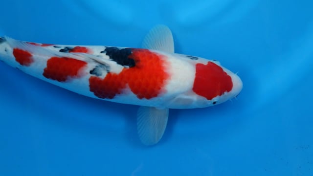 Sanke - Kondo (43cm)