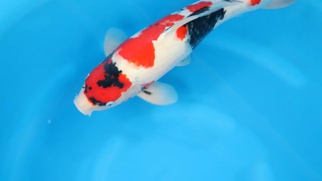 Showa - Sakamaki (55cm)