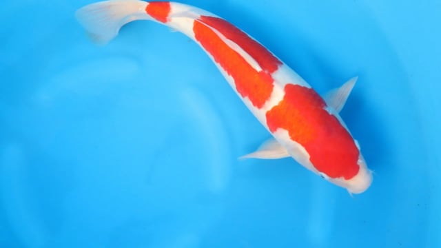 Kohaku - Sakamaki (51cm)