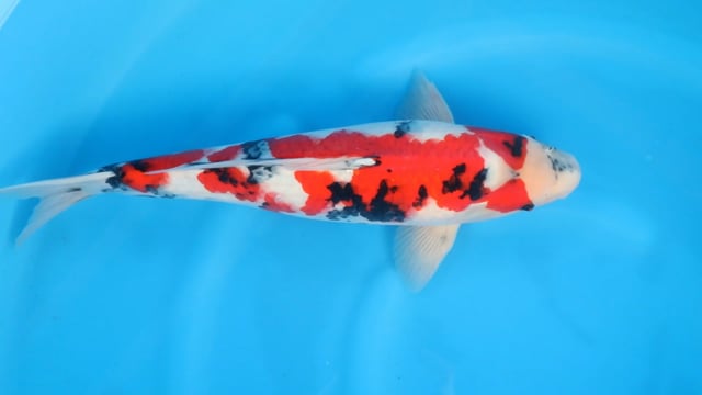 Showa - Sakamaki (55cm)