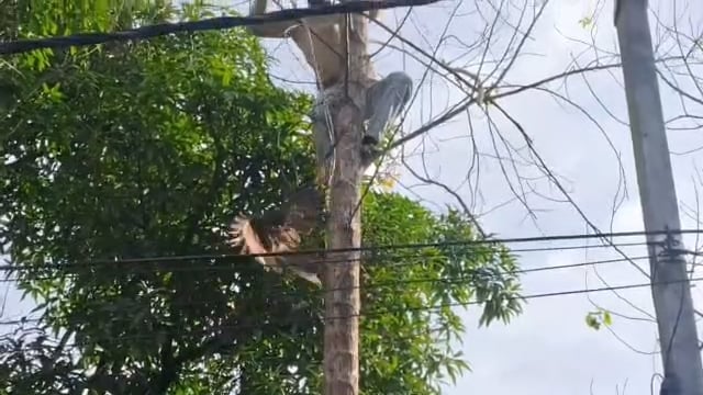 Ⓜ️....चाइनीज मांझे का शिकार चिड़िया को साकीब ने उतारा मौत के मुंह से: बेहट में साहसिक रेस्क्यू!*

 Ⓜ️...सहारनपुर:* बेहट के कलोनी निवासी साकीब अहमद ने एक साहसी कार्य कर सबको प्रभावित किया। 20-25 फीट ऊंचे पेड़ पर चढ़कर उन्होंने चाइनीज मांझे में पूरी रात फंसी एक घायल चिड़िया को सुरक्षित उतारा। चिड़िया अंधेरे में पेड़ की डाल से लटक रही थी और मौत से जूझ रही थी।