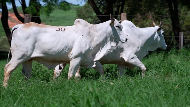 Lote 30