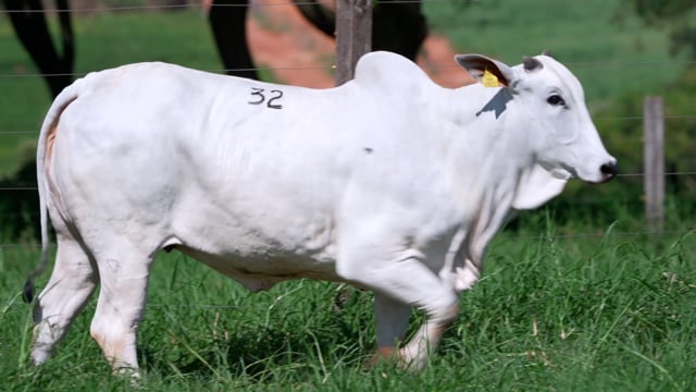 Lote 32