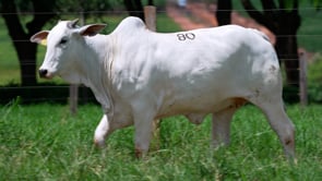 Lote 80