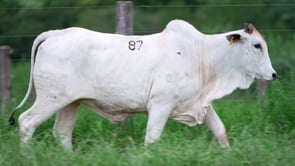 Lote 87