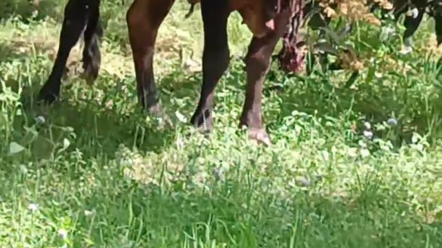 मथुरा सभी दल के गौ सेवक निस्वार्थ भाव से 24 घंटे तन मन धन से लग्न केसाथ गौ माता नंदी महाराज  की सेवा में लगे हैं 