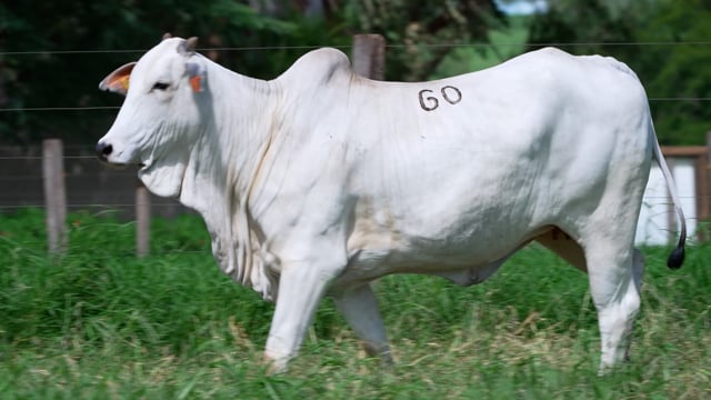 Lote 60